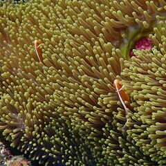 Amphiprion perideraion