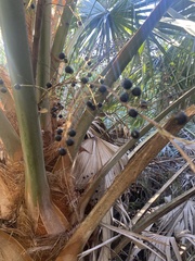 Thrinax radiata
