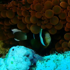 Amphiprion akindynos