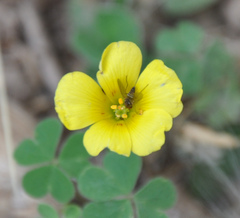 Phthiriinae
