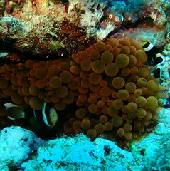 Entacmaea quadricolor