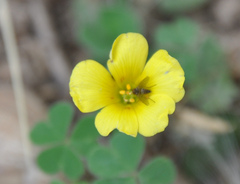 Phthiriinae