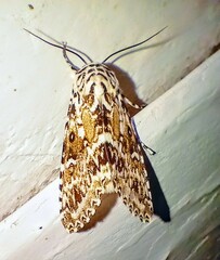 Lichnoptera