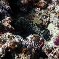 Epinephelus howlandi