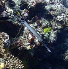 Aulostomus chinensis