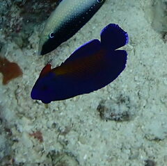 Centropyge bispinosa