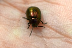 Chrysolina varians
