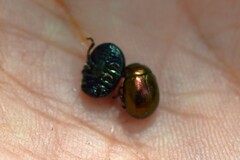 Chrysolina varians