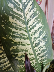 Dieffenbachia