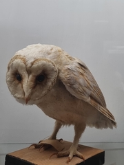 Tyto alba schmitzi