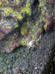 Gnathophyllum americanum