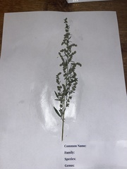 Artemisia vulgaris