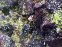 Gnathophyllum americanum