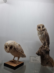 Tyto alba schmitzi