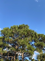Pinus elliottii