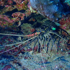 Panulirus versicolor