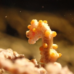 Hippocampus bargibanti