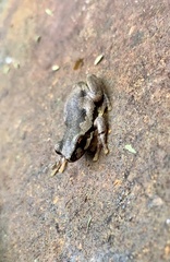 Litoria dentata