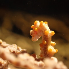 Hippocampus bargibanti