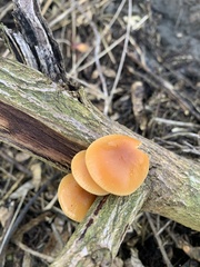 Flammulina velutipes