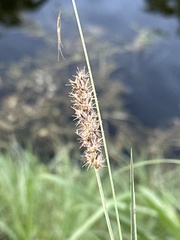 Cenchrus spinifex