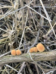 Flammulina velutipes