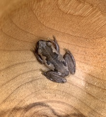 Litoria dentata