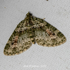 Chloroclystis rubroviridis