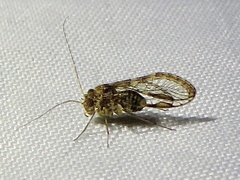 Ptiloneuridae