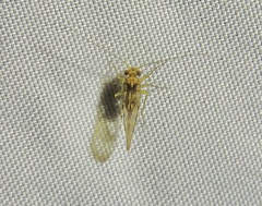 Ptiloneuridae