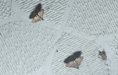 Hypsopygia intermedialis