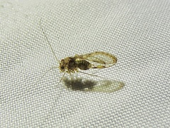 Ptiloneuridae