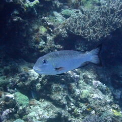 Monotaxis grandoculis