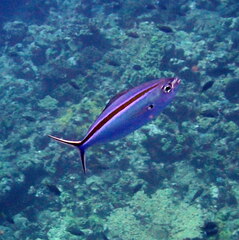 Caesio caerulaurea