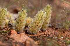 Ptilotus spathulatus