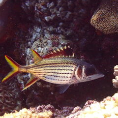 Neoniphon sammara