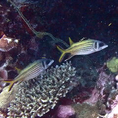 Neoniphon sammara