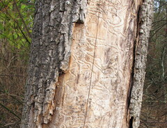 Agrilus planipennis