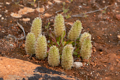 Ptilotus spathulatus