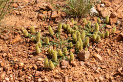 Ptilotus spathulatus