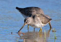 Limnodromus scolopaceus