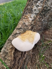 Ganoderma