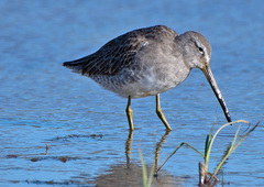 Limnodromus scolopaceus