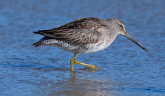 Limnodromus scolopaceus