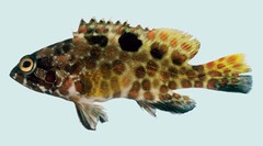 Starspotted Grouper photo 4