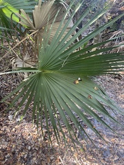 Leucothrinax morrisii