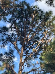 Pinus palustris