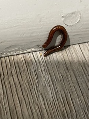Parajulidae