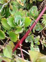 Kalanchoe laxiflora
