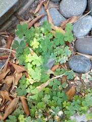 Oxalis